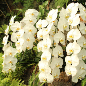 Como Cuidar de Orquídeas? Dicas e Orientações para Ter uma Orquídea em Casa