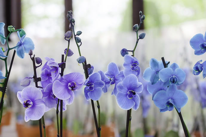 Como Cuidar de Orquídeas? Dicas e Orientações para Ter uma Orquídea em Casa