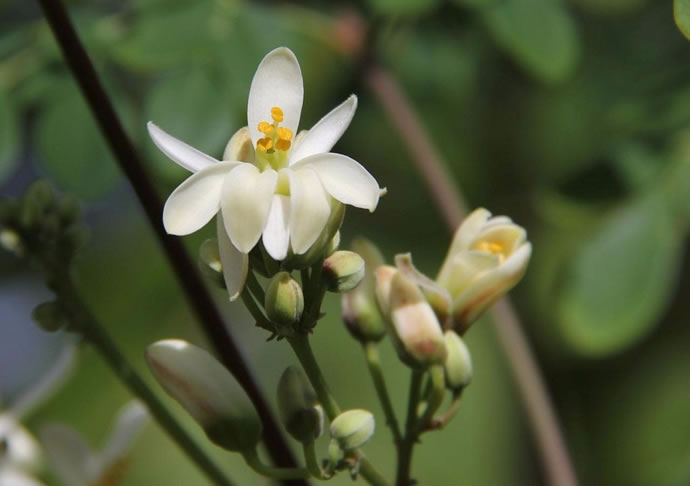 moringa-oleifera-flores